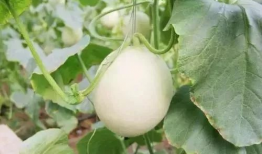 武穴网红吃瓜事件,网络舆论的风暴与反思